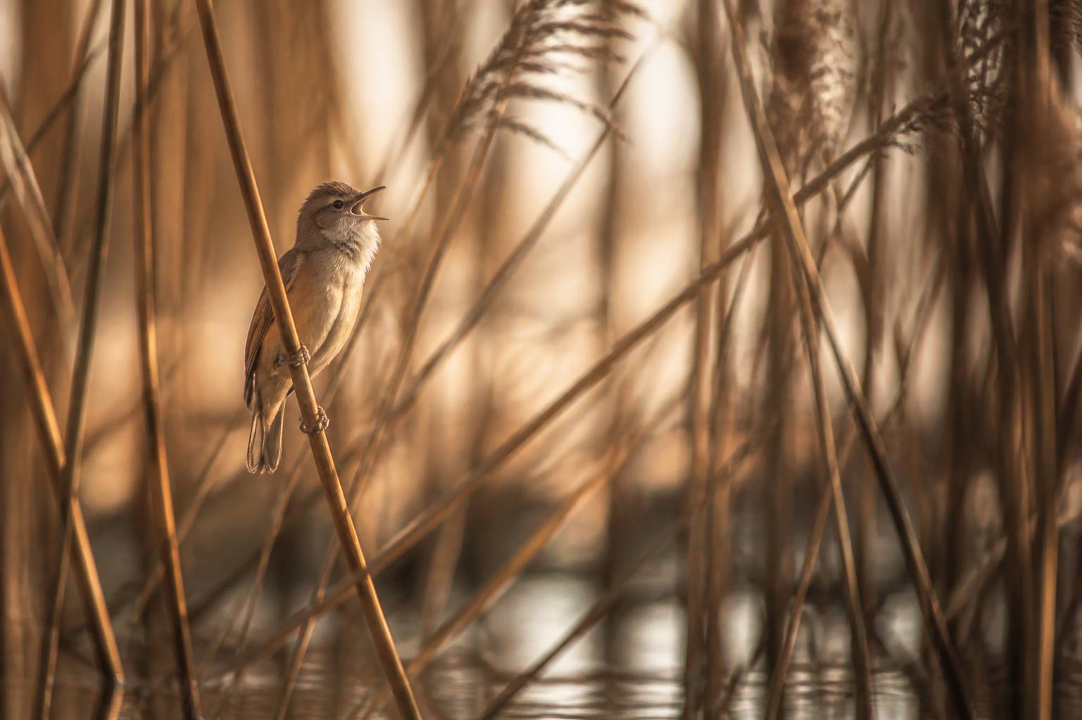 Gros plan d'un petit oiseau brun chantant dans des roseaux denses