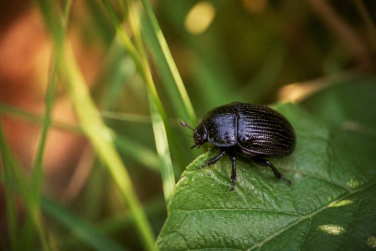 Le scarabée noir : un insecte captivant et mystérieux