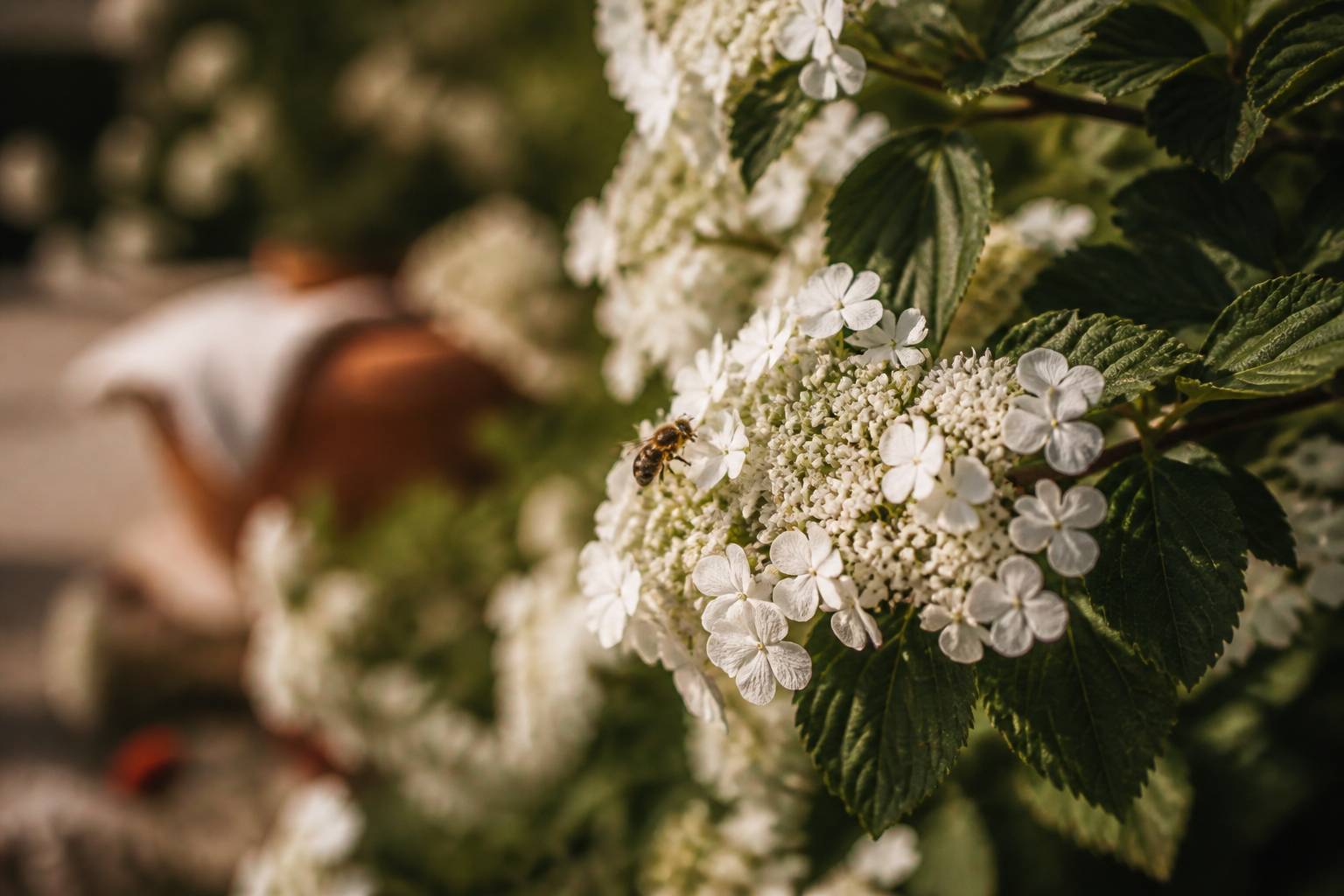 Fleurs blanches de viburnum avec une abeille en train de butiner