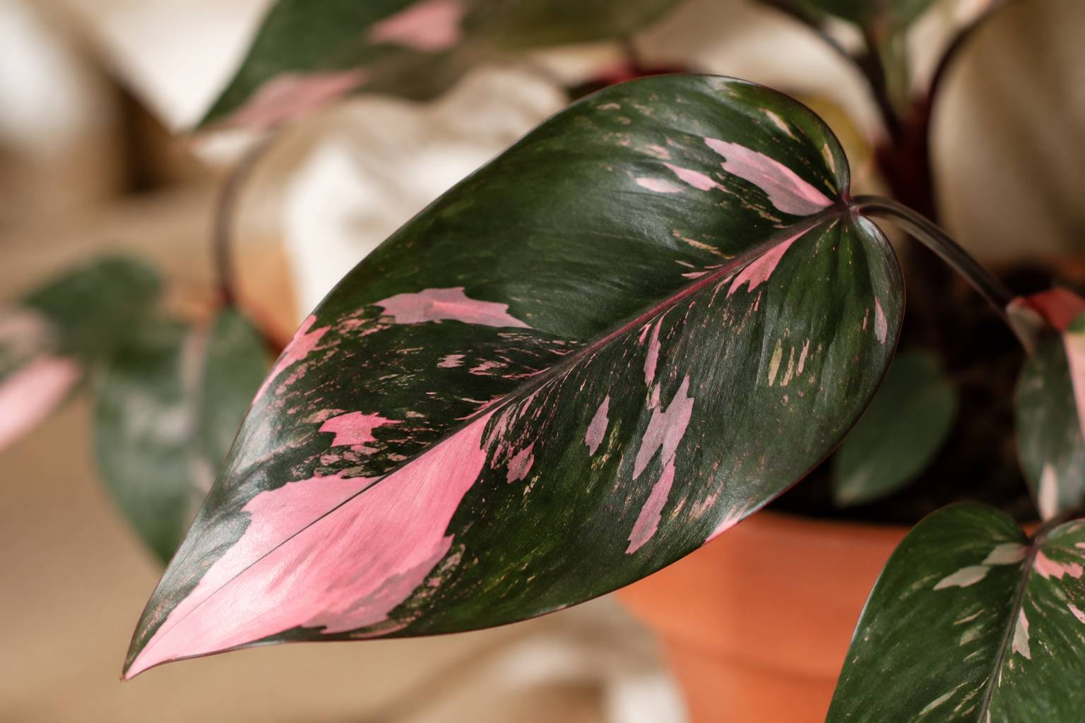 Feuille de philodendron Pink Princess panachée de rose vif en gros plan